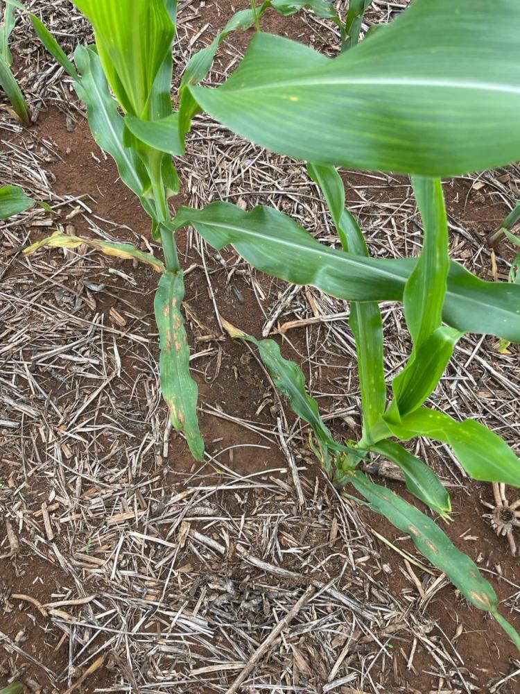 Safra de milho 2024: Pesquisadora da Fundação Rio Verde destaca cuidados para o controle de doenças na cultura